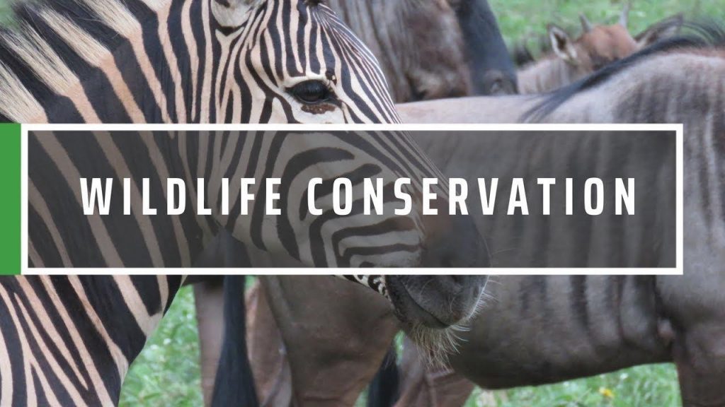 Big Data is in Wildlife Conservation | eBird, Earthcube Project